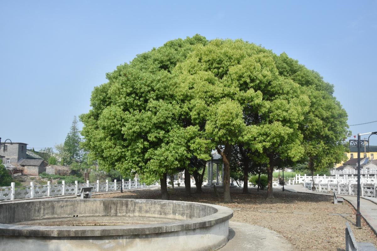 <strong>兴化市戴南镇葛尤村“大绿伞”的背后故事</strong>